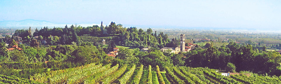 Veduta dei vigneti di Bricherasio